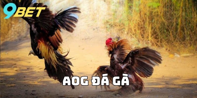 AOG Đá Gà