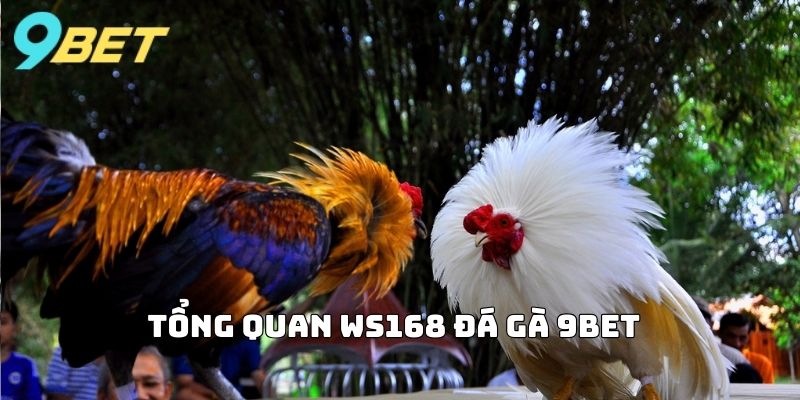 Tổng quan Ws168 Đá Gà 9BET
