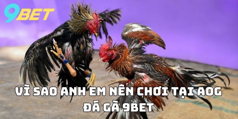 Vì sao anh em nên chơi tại AOG Đá Gà 9BET