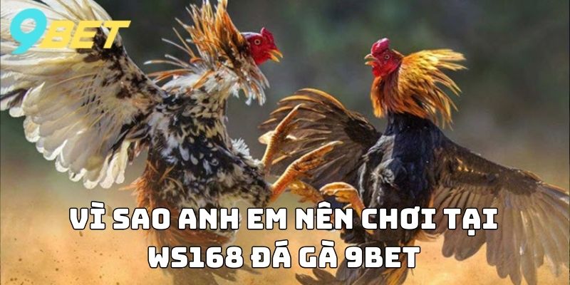 Vì sao anh em nên chơi tại Ws168 Đá Gà 9BET