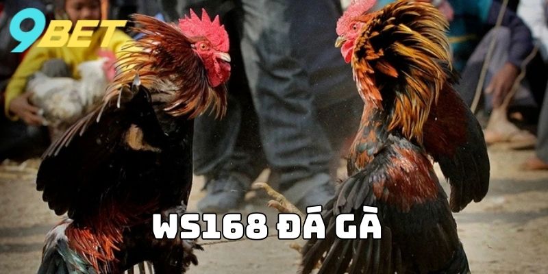 Ws 168 Đá Gà